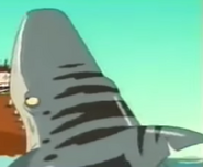 TWT Tiger Shark