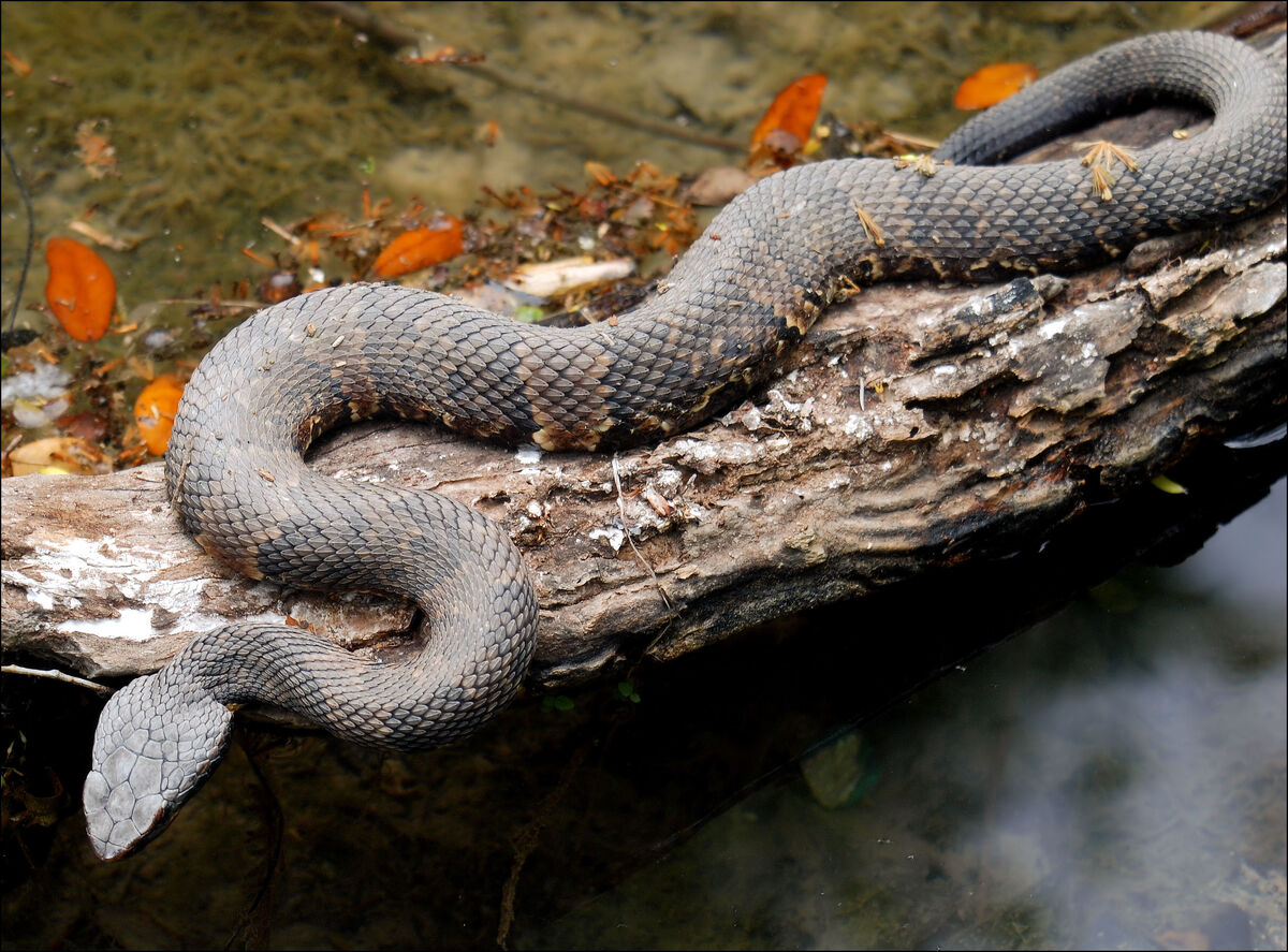 newborn cottonmouth snake