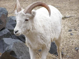 Dall-Sheep-3