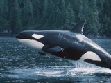 Killer Whale