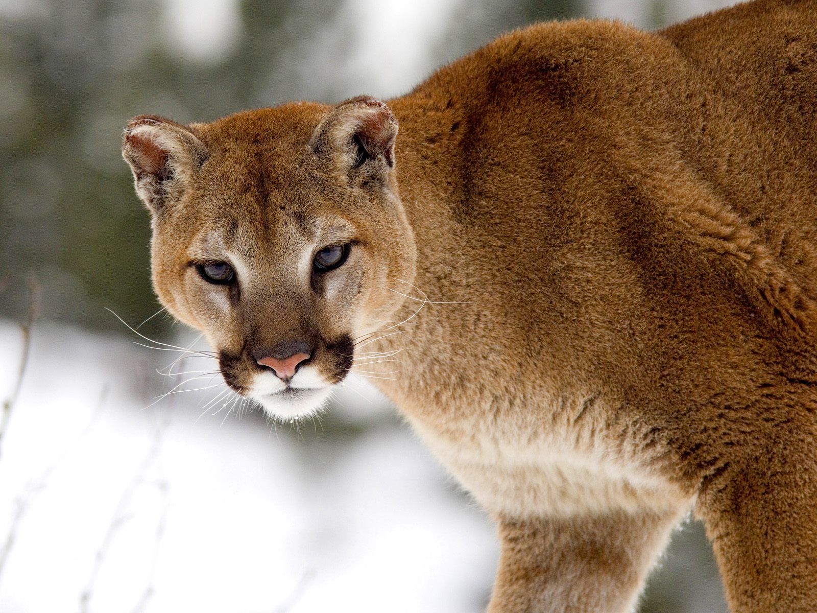 mountain lion roar