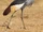 Grey Crowned Crane