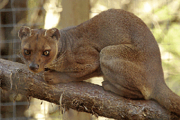 Fossa