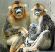 Golden Snub Nosed Monkey Family