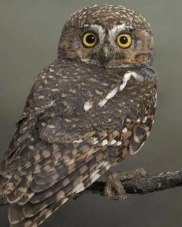 Elf Owl
