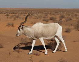 Adult addax