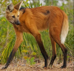 D2b4d0177918b90e34c3a979d9e9b942--weird-creatures-maned-wolf