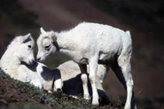 2 Dall Sheep Lambs