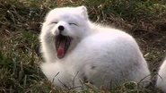 Yaaaawwwwnnnn.jpg (168 KB) Arctic Fox Yawning
