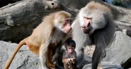 Hamadryas Baboon Family