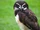 Spectacled Owl