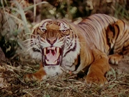 Shere Khan (1942)