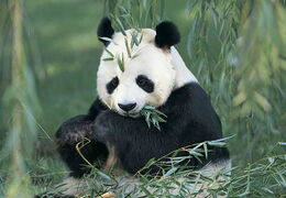 Giant Panda eating Bamboo leaves.