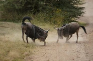 Wildebeest Fight