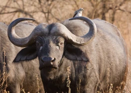 An African buffalo at Ngorongoro Conservation Area, Tanzania.
