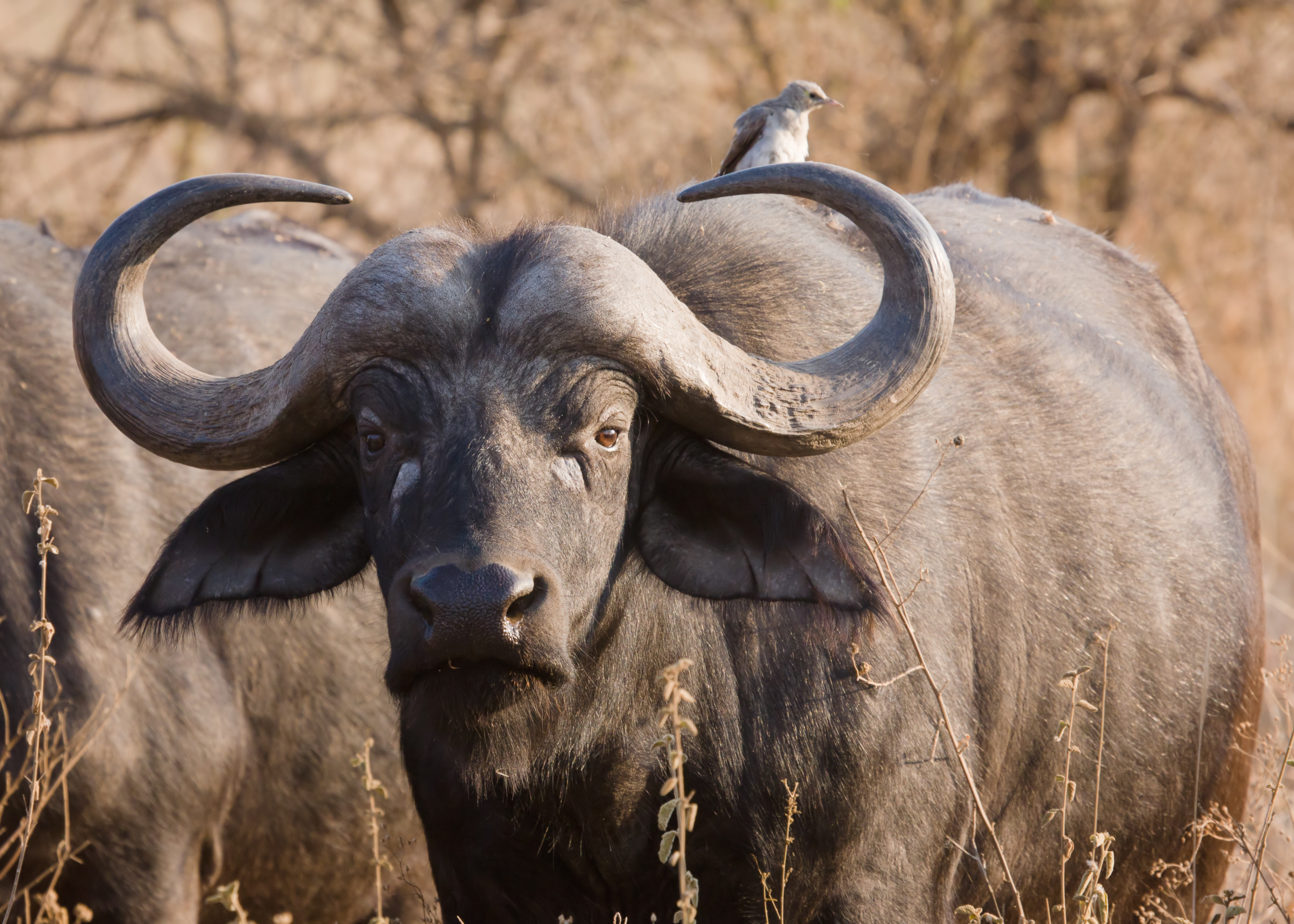 Cape Buffalo | Creatures of the Wikia |