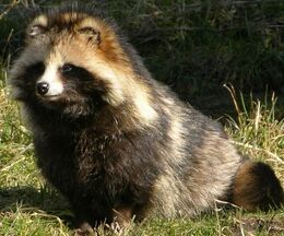 Raccoon-dog-nice-coat