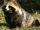 Raccoon Dog