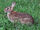 Eastern Cottontail