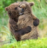 Bear Hug!
