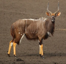 Nyala, male