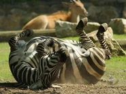 Zebra Dust Bath