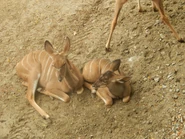 Kudu fawns