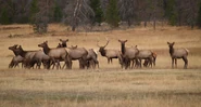 Elk Herd in Colorado