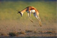 Springbok Pronging