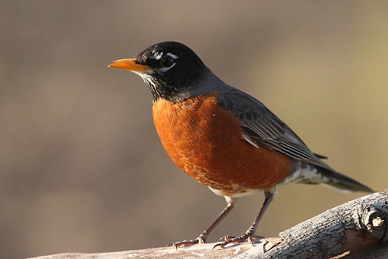 American Robin