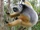 Diademed Sifaka