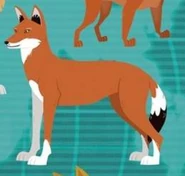 Ethiopian Wolf.png (108 KB) Wild Kratts