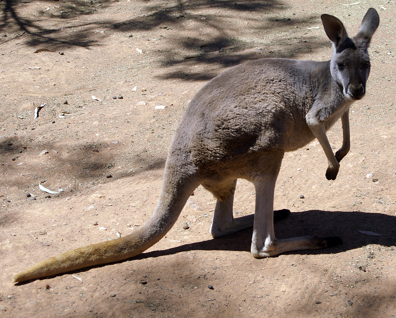 Red Kangaroo | Creatures of the World Wikia | Fandom
