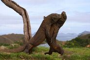 Two Male Komodo Dragons Fighting