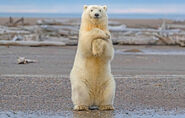 Polar Bear Standing Up