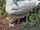 Herring Gull