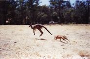 Dingo Chasing Kangaroo