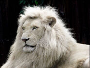 The Rare White Lion