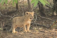 Asiatic Lion Cub