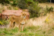 African Lioness.jpg (51 KB)