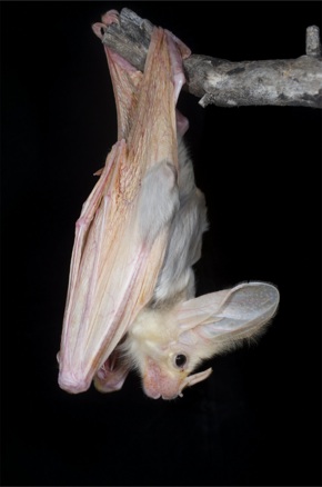 australian ghost bat