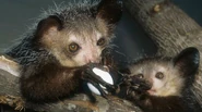 Aye-aye Mom and Baby