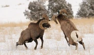 Bighorn Sheep Battle