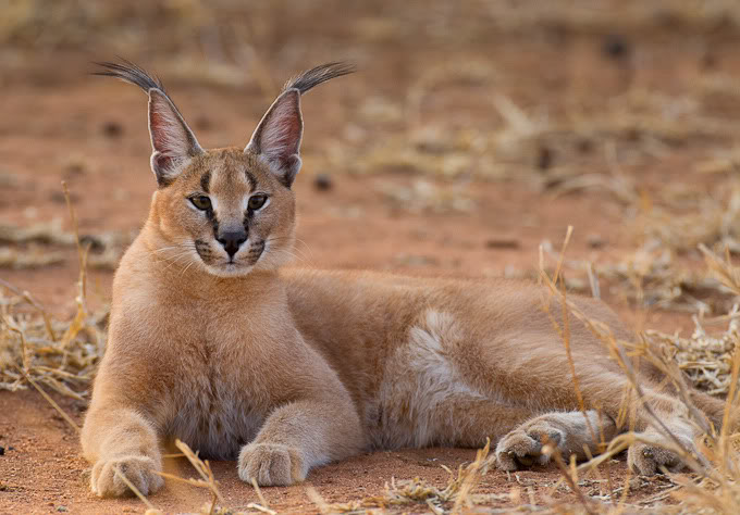 Caracal, caracal caracal, 6 meses de idade