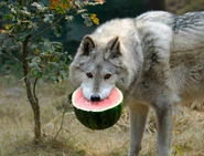 Gray Wolf with Watermelon
