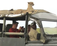 Cheetah Sitting on Roof of Jeep