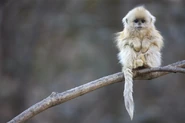 Baby Golden Snub Nosed Monkey