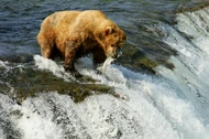 Grizzly Bear Fishing
