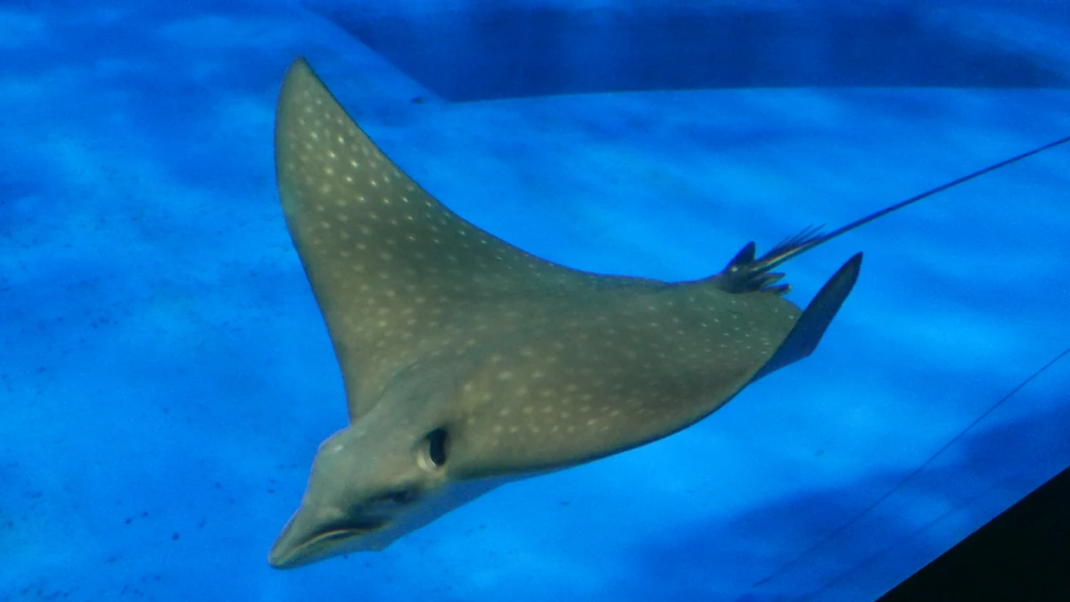 Spotted Eagle Ray | Creatures of the World Wikia | Fandom