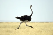 Ostrich Running